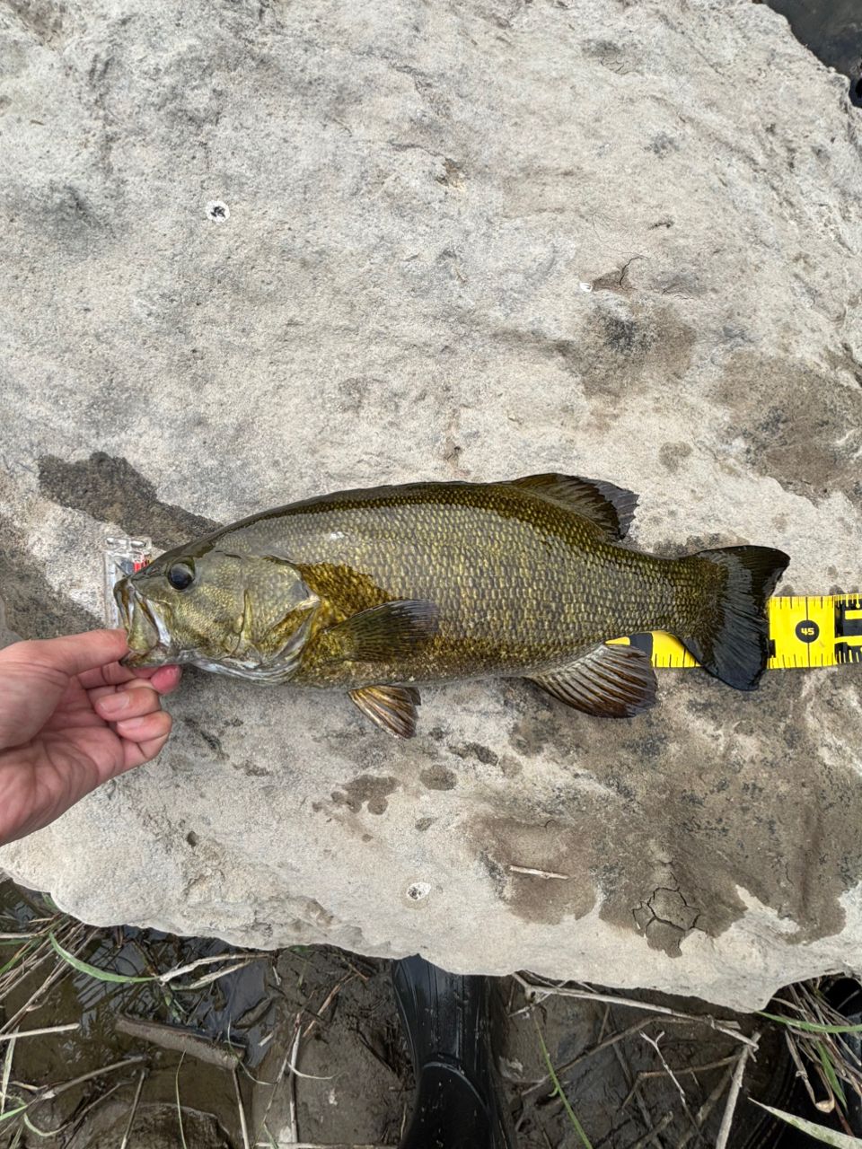 スモールマウスバス