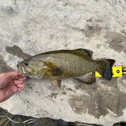 スモールマウスバス