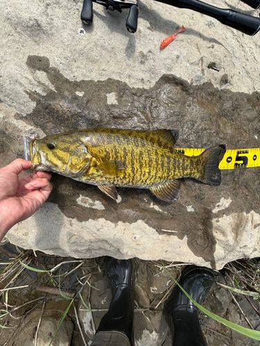 スモールマウスバスの釣果