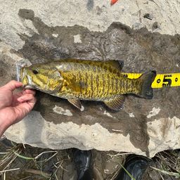 スモールマウスバス