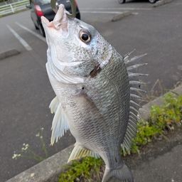 チヌ