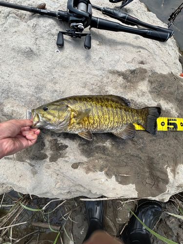 スモールマウスバスの釣果