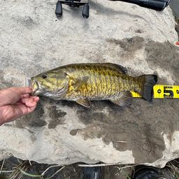 スモールマウスバス