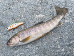 イワナの釣果