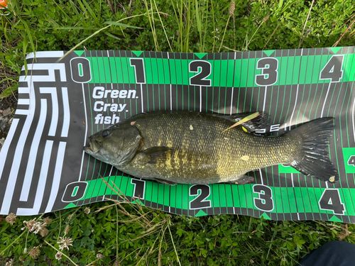 スモールマウスバスの釣果