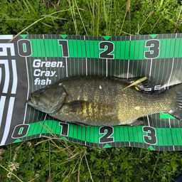 スモールマウスバス