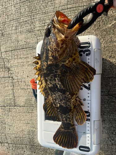 ベッコウゾイの釣果