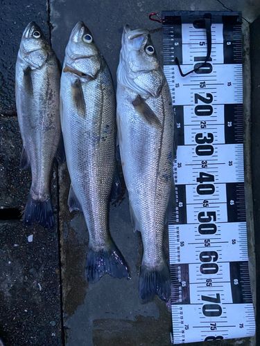 シーバスの釣果