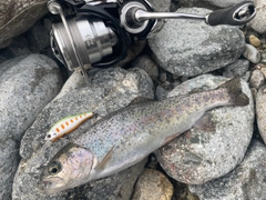 ニジマスの釣果