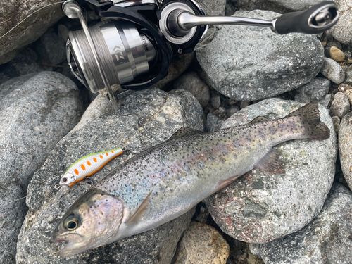 ニジマスの釣果