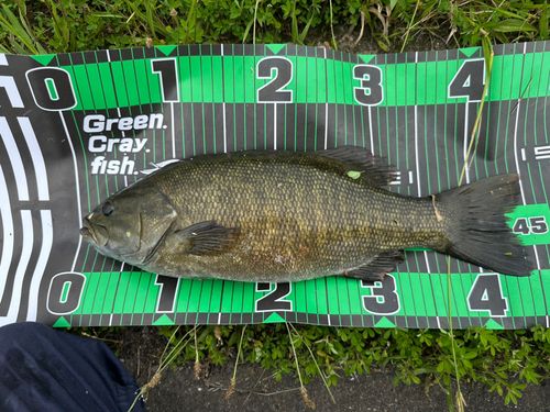 スモールマウスバスの釣果