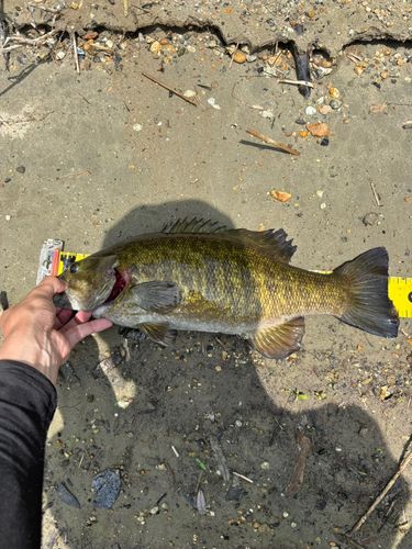 スモールマウスバスの釣果