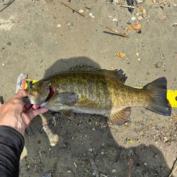 スモールマウスバス