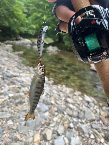 アマゴの釣果