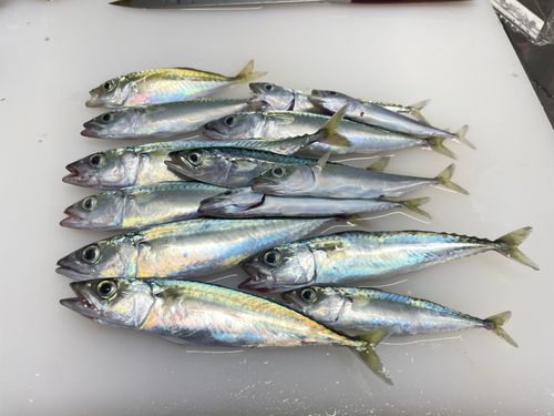 サバの釣果