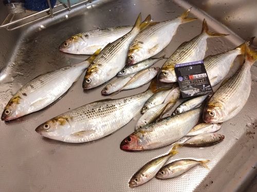 コノシロの釣果