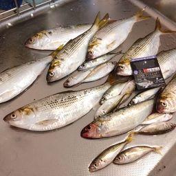 コノシロ