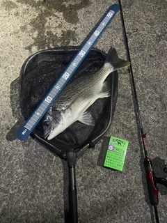 キビレの釣果