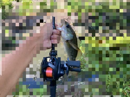 ラージマウスバスの釣果