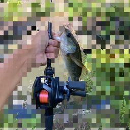 ラージマウスバス