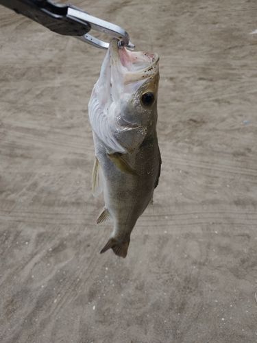 セイゴ（マルスズキ）の釣果