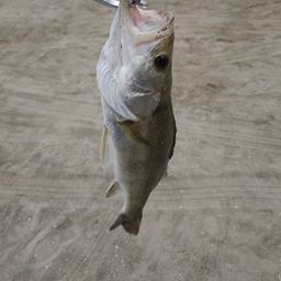 セイゴ（マルスズキ）