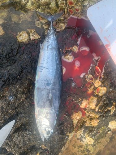カツオの釣果