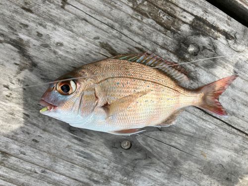 チャリコの釣果