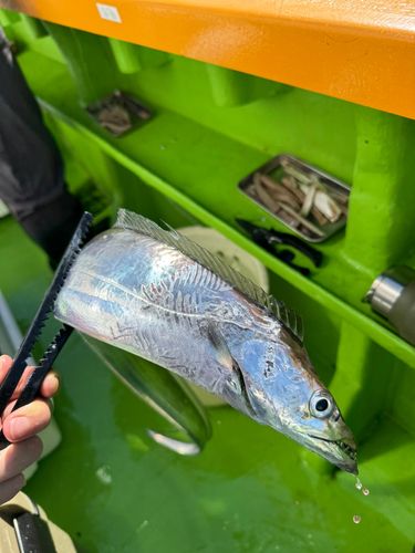 タチウオの釣果