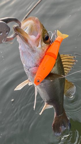 フッコ（マルスズキ）の釣果