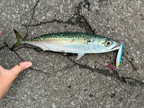 サバの釣果