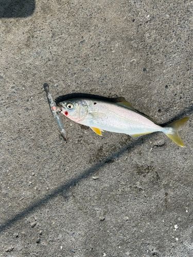 ワカシの釣果
