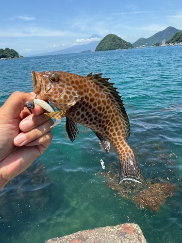 オオモンハタの釣果