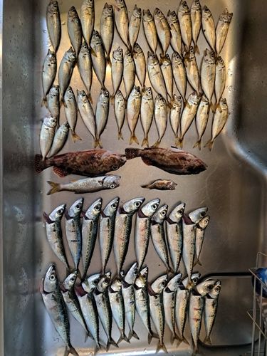 マアジの釣果