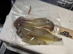 ケンサキイカの釣果