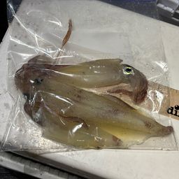 ケンサキイカ