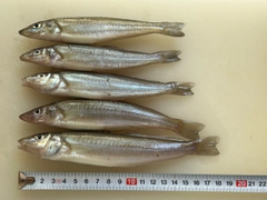キスの釣果