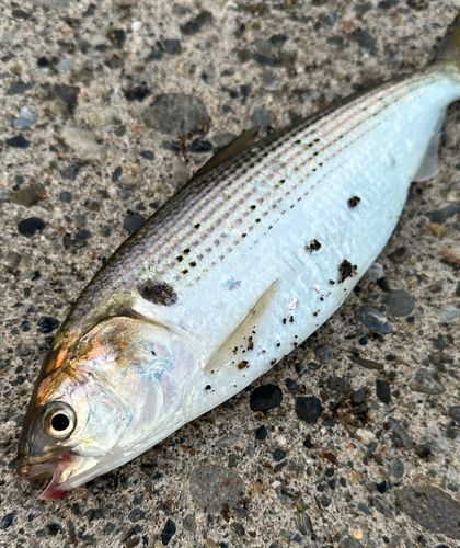 コノシロの釣果