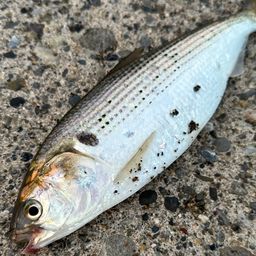 コノシロ