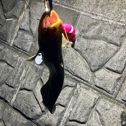 マナマズ