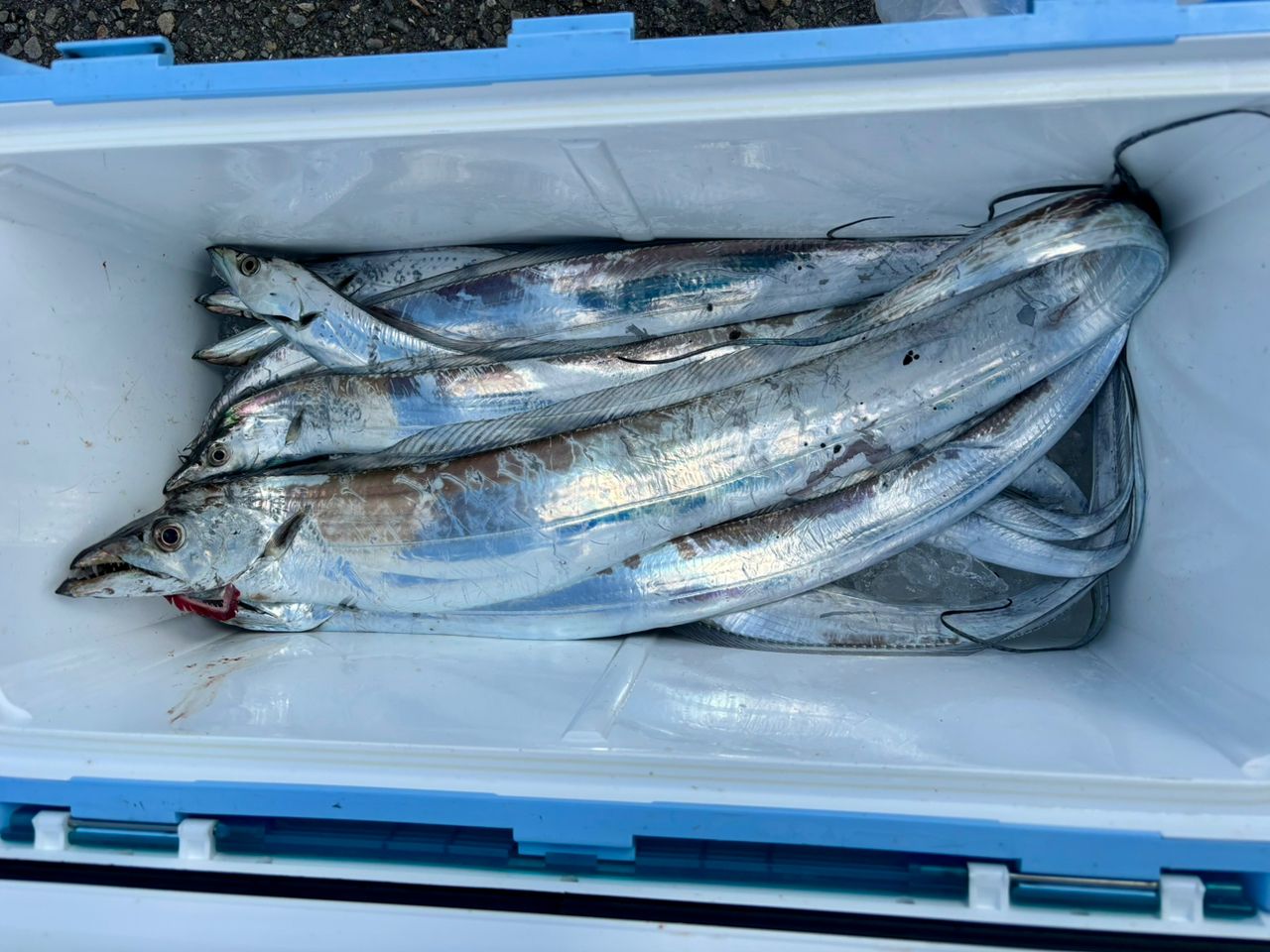 大橋青湖 釣魚秘傳集 限定500部 釣果情報【橋安丸／焼津小川港】2025年7月速報 - アングラーズ