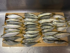 サッパの釣果