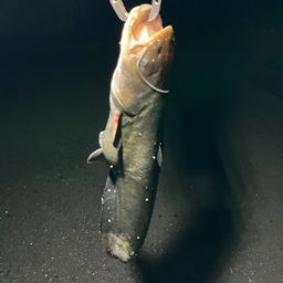 マナマズ