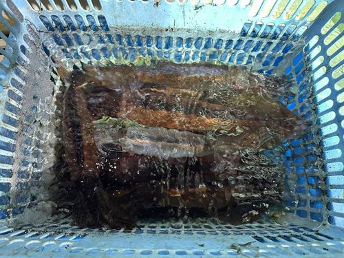 スルメイカの釣果