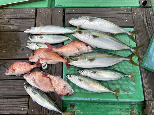 ハマチの釣果