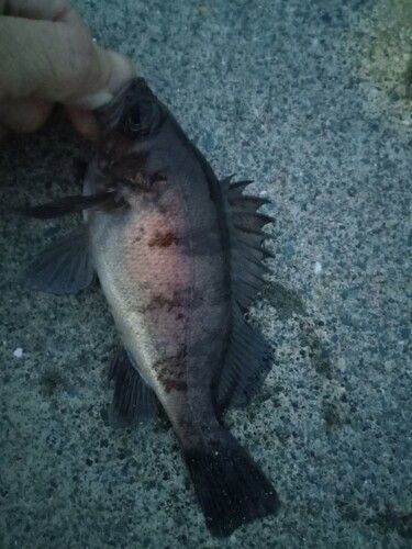 メバルの釣果