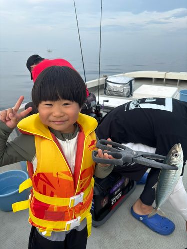 マルアジの釣果