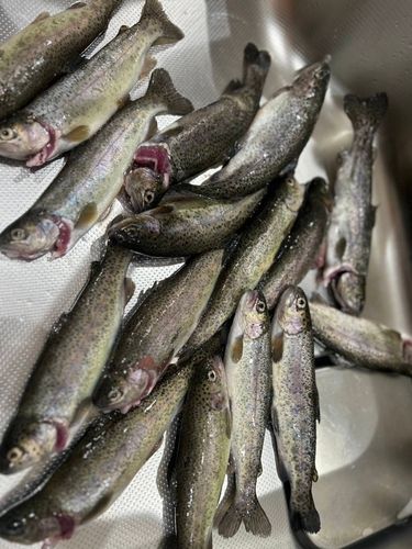 ニジマスの釣果