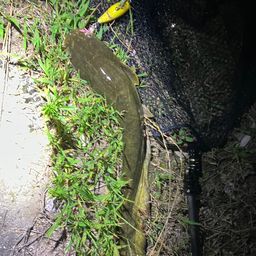 マナマズ