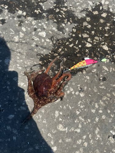 タコの釣果
